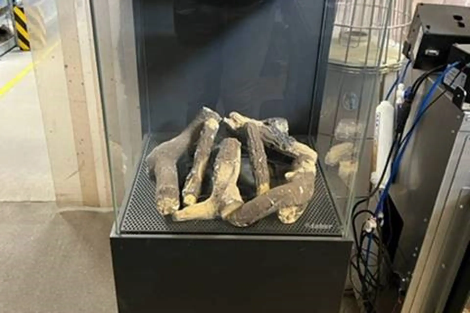 Faber Thebuzz Showroommodel