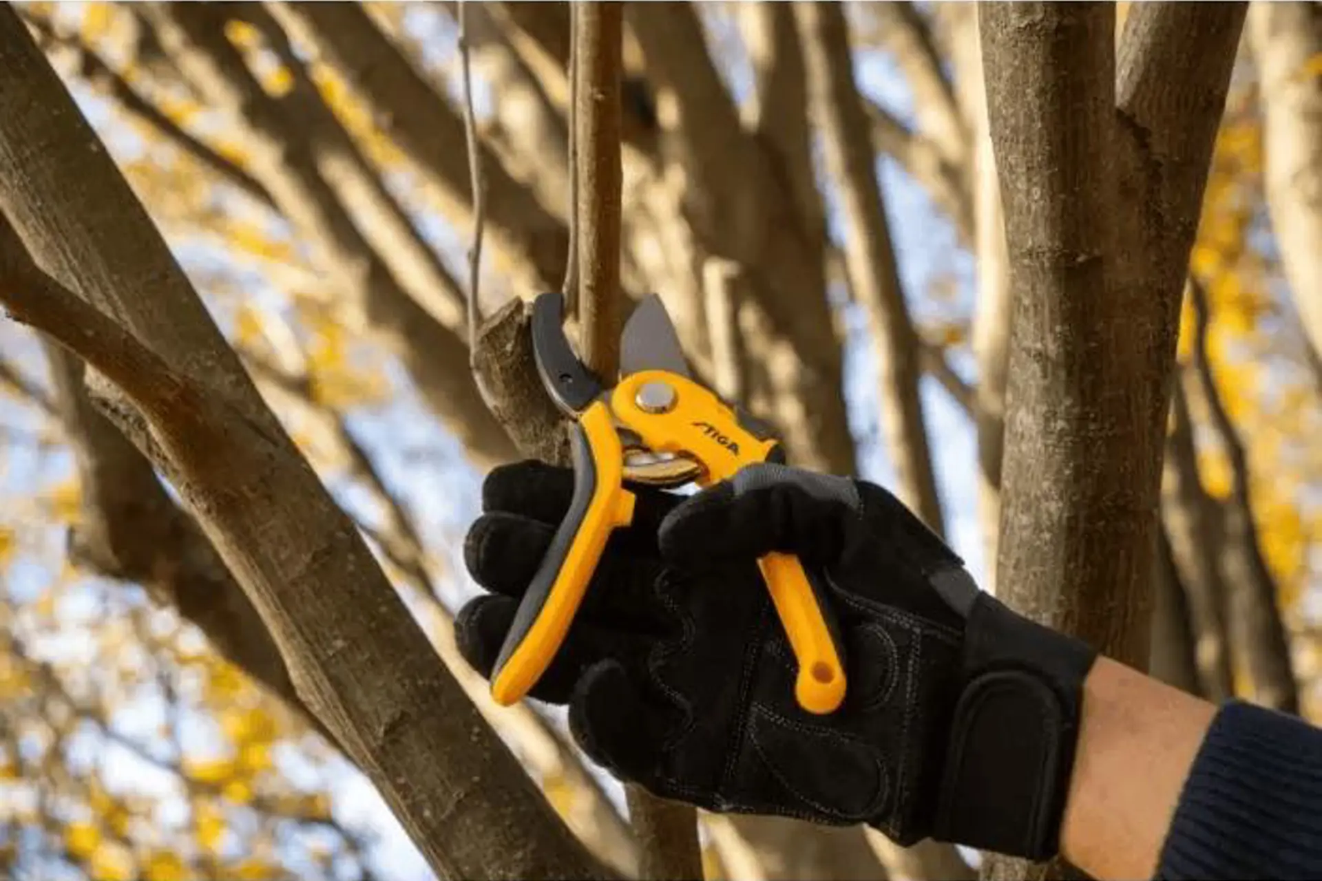 Aambeeld snoeischaar.png