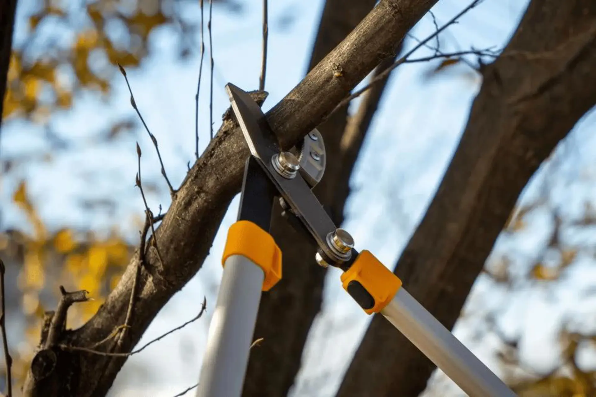 Aambeeld takkenschaar 1.png